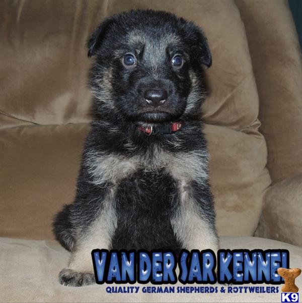 German Shepherd Puppies in FL